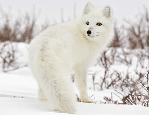 Arctic fox in winter colors