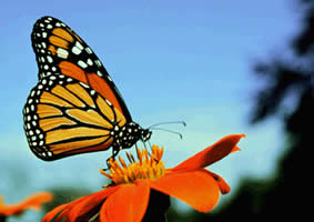 Monarch butterfly - a popular choice for butterfly tattoos