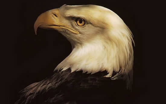 As the lion is lord of the land, so the Eagle is supreme in the air.