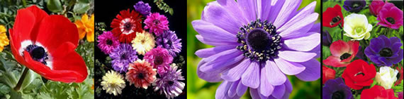 see more pictures of anemone flowers