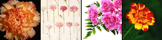 images of carnation flowers and plants