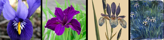 iris images