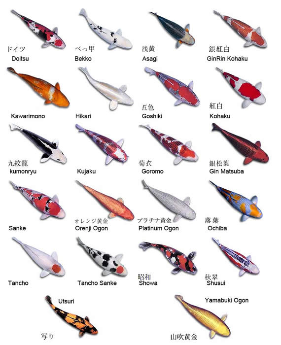 Common koi fish names Koi tattoo designs 