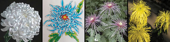 Chrysanthemum tattoos  what do they mean? Tattoos Designs amp; Symbols 