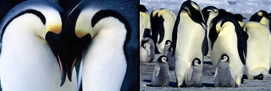 Penguin images
