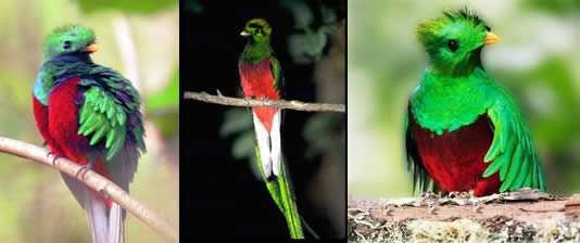 quetzal bird images