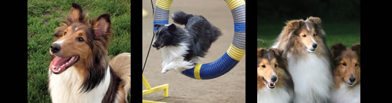 Collie images