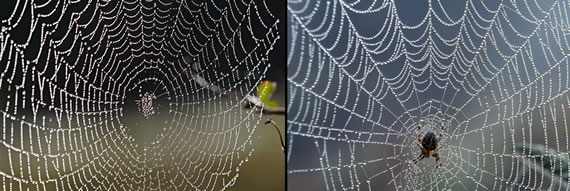 Spider web images