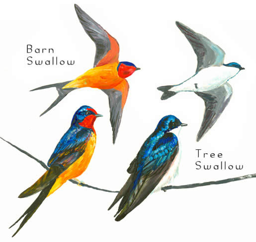 Swallow tattoos what do they mean Swallow Tattoos Designs Symbols 