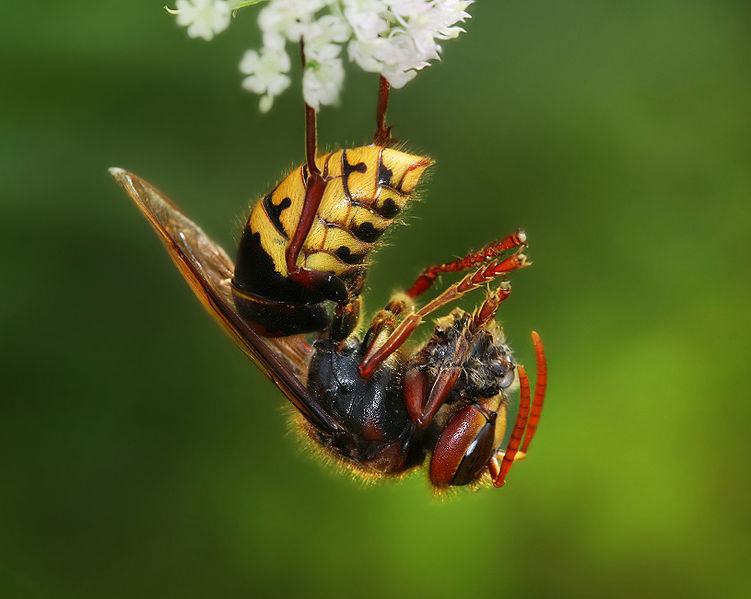 WASP PICTURES, PICS, IMAGES AND PHOTOS FOR INSPIRATION
