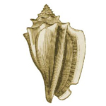 The Conch Shell