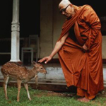 The Buddha Deer