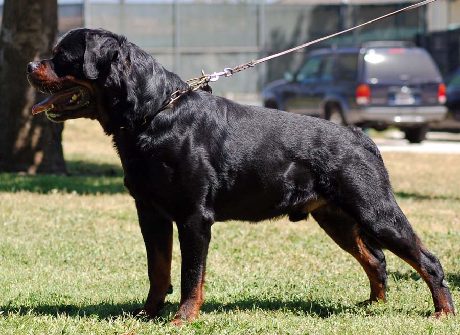 ROTTWEILER PICTURES, PICS, IMAGES AND PHOTOS FOR INSPIRATION
