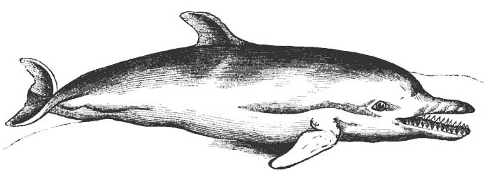 DOLPHIN PICTURES, PICS, IMAGES AND PHOTOS FOR YOUR TATTOO INSPIRATION