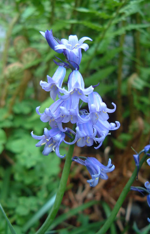 BLUEBELL PICTURES, PICS, IMAGES AND PHOTOS FOR INSPIRATION
