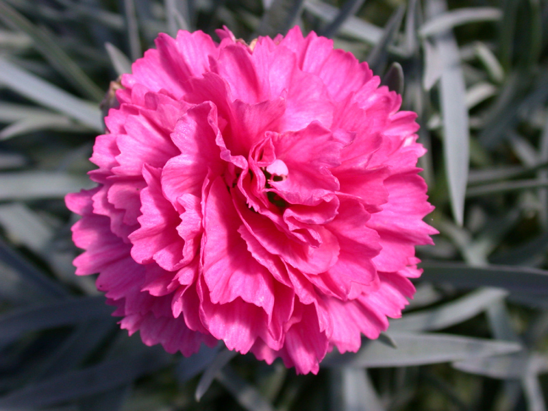 CARNATION PICTURES, PICS, IMAGES AND PHOTOS FOR INSPIRATION