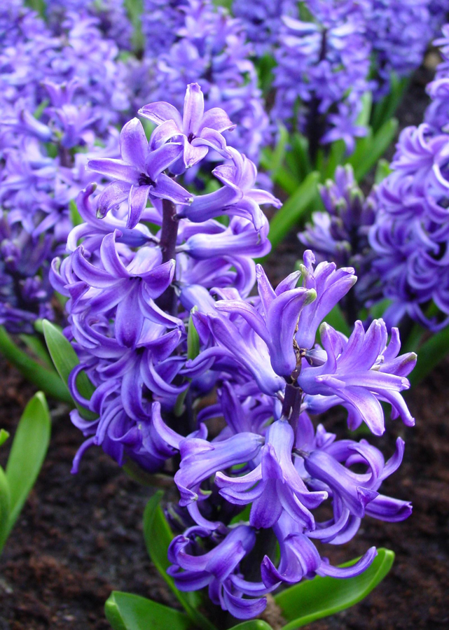 HYACINTH PICTURES, PICS, IMAGES AND PHOTOS FOR INSPIRATION