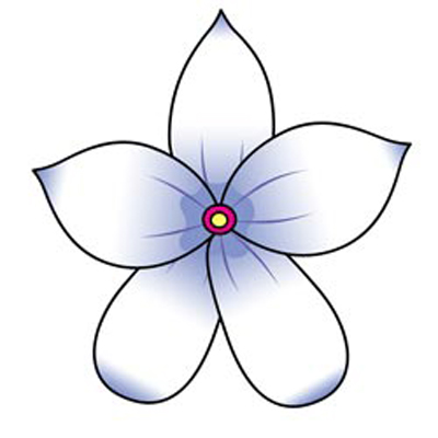 Jasmine Flower Picture on 