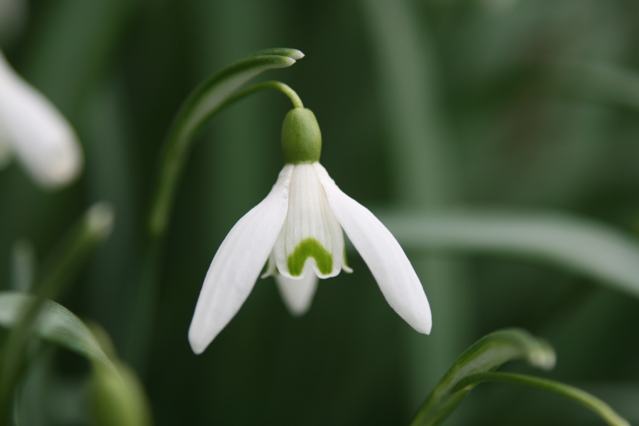 SNOWDROP PICTURES, PICS, IMAGES AND PHOTOS FOR INSPIRATION