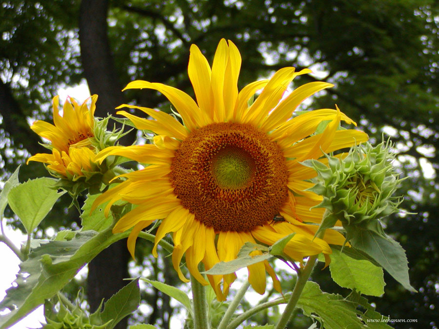 SUNFLOWER PICTURES, PICS, IMAGES AND PHOTOS FOR INSPIRATION