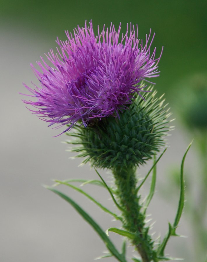 THISTLE PICTURES, PICS, IMAGES AND PHOTOS FOR INSPIRATION