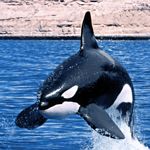 Killer Whales or Orcas