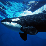Killer Whales or Orcas
