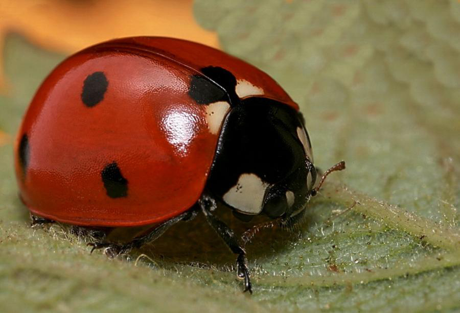 Pictures Of The Largest Ladybug 121