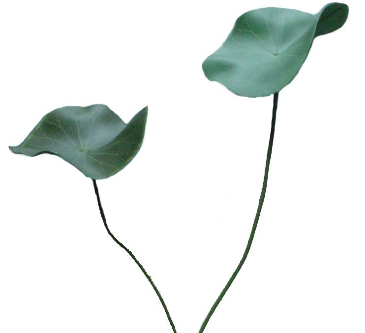 clip art lotus leaf - photo #22