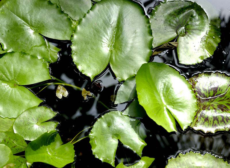 Image result for on lotus leaf vanish