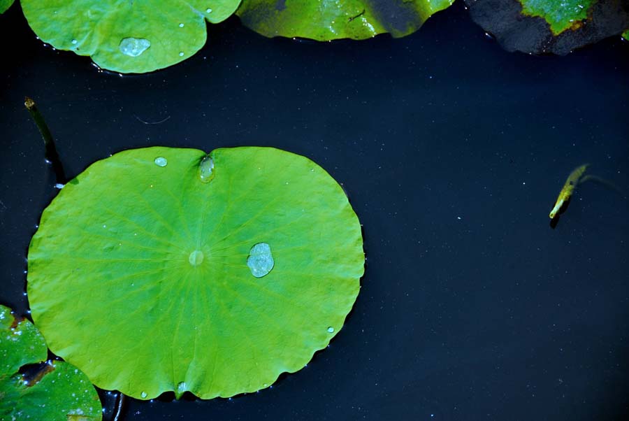LOTUS LEAF PICTURES, PICS, IMAGES AND PHOTOS FOR INSPIRATION