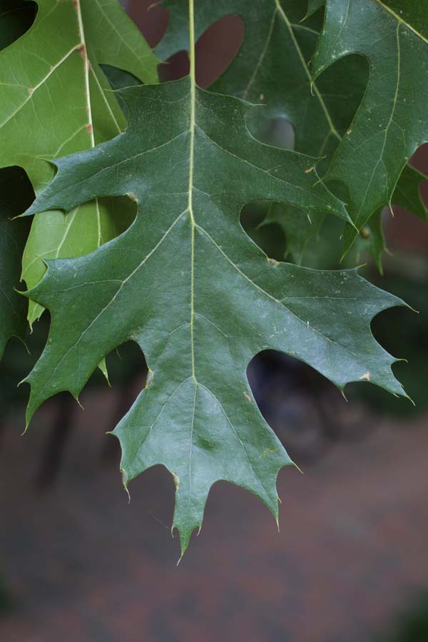OAK LEAF PICTURES, PICS, IMAGES AND PHOTOS FOR INSPIRATION
