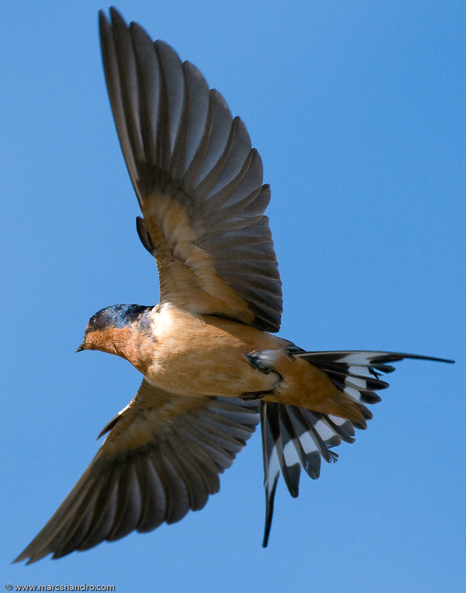Large Swallow 10