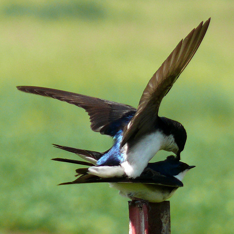 Large Swallow 55