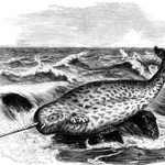 Narwhal Whale