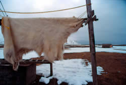 Recently dispatched polar bear at Gambell.