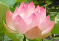 lotus flower