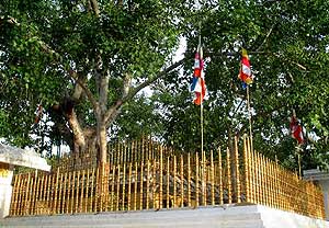 Bodhgaya, India bodhi tree