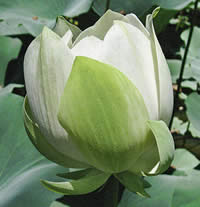 Lotus flower bud