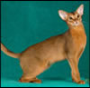 Abyssinian cat tattoo