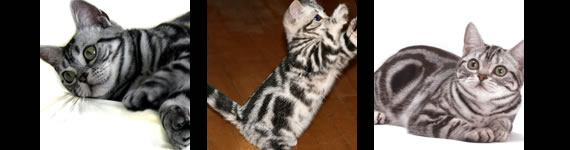 American Shorthair cat images