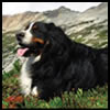 Bernese Mountain Dog tattoos