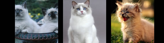 Birman cat images