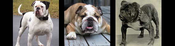 Bulldog images