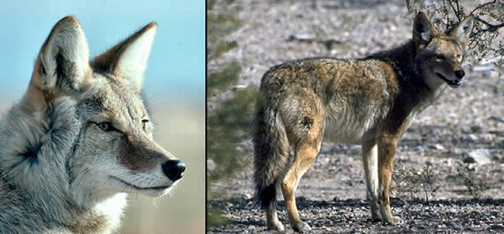 images of coyotes