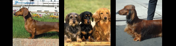 dachshund images