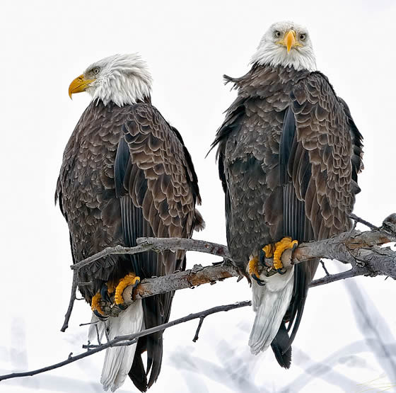 Bald Eagle photo