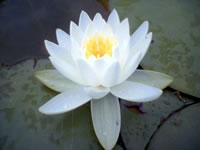 lotus flower