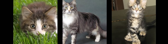 Maine Coon cat images