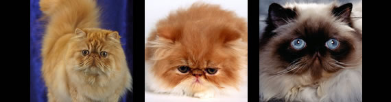 Persian cat images